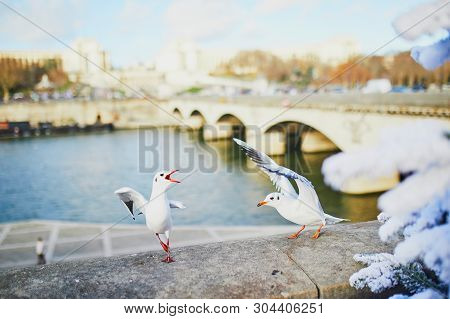Seagull Screeching On The Seine Embankment In Paris, France