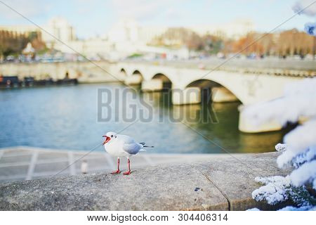 Seagull Screeching On The Seine Embankment In Paris, France