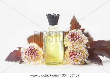 Ninebark Essential Oil In  Beautiful Bottle On White Background