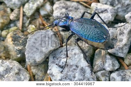 Carabus Coriaceus Is A Predatory Beetle, The Largest Representative Of The Family Of Beetles In The 