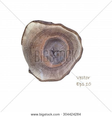 The Structure Of The Tree Trunk. Vector Illustration