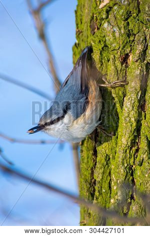Photo Of Little Blue Orange Nuthatch On The Tree In Winter Park