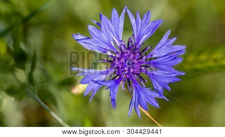 Beautiful Flowers Of A Wolf On A Green Meadow On A Warm Summer Day After The Rain.