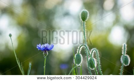 Beautiful Flowers Of A Wolf On A Green Meadow On A Warm Summer Day After The Rain.