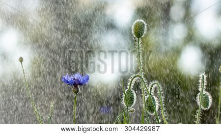 Beautiful Flowers Of A Wolf On A Green Meadow On A Warm Summer Day After The Rain.