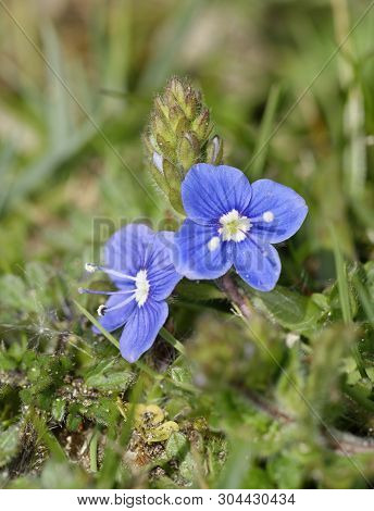 Germander Speedwell - Veronica Chamaedrys 
Braunton Burrows Sand Dunes