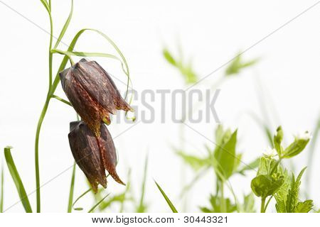 Jarní divoká květina Řebčík Ussuriensis(Liliaceae). Jaro. Roste v Primorskiy Kray. Russ