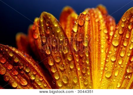 Orange Burst