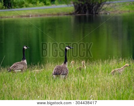A Family Of Geese In The Tall Grass By The Water Edge.
