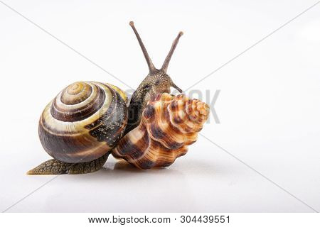 Live Snail And Empty Mushes Left On A Light Table. Snail In Search Of A New Home.