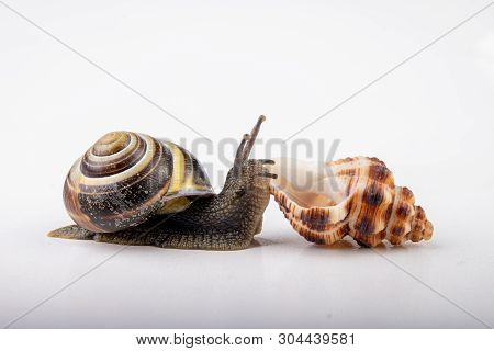 Live Snail And Empty Mushes Left On A Light Table. Snail In Search Of A New Home.