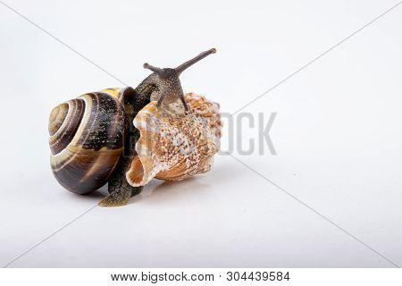 Live Snail And Empty Mushes Left On A Light Table. Snail In Search Of A New Home.