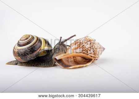 Live Snail And Empty Mushes Left On A Light Table. Snail In Search Of A New Home.
