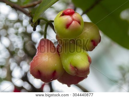 Syzygium Aqueum, Water Guava Tropical Fruit On The Tree