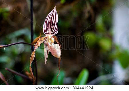 Orchid. Colorful Orchids In Flower. Blooming Orchid In Orchidarium.