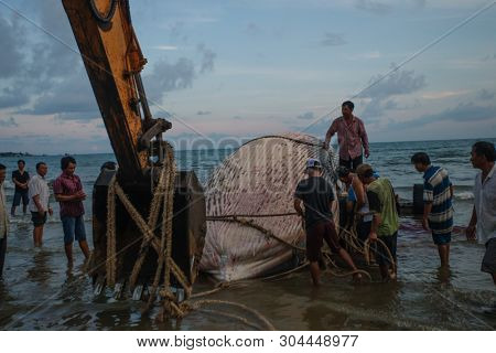 29 may 2019 MuiNe, Vietnam. Beached blue whale (scientific name: Balaenoptera musculus) was found deaded and pulled out by a crowd of people and escalator. Then buried by locals according to tradition