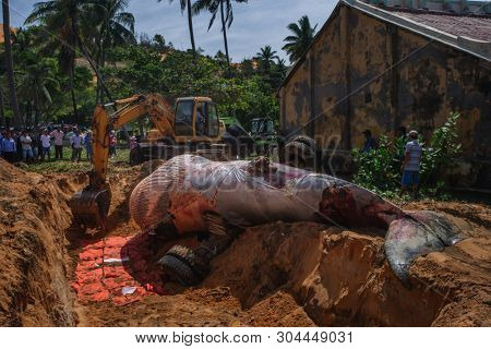 29 may 2019 MuiNe, Vietnam. Beached blue whale (scientific name: Balaenoptera musculus) was found deaded and pulled out by a crowd of people and escalator. Then buried by locals according to tradition