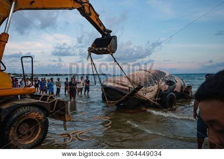 29 may 2019 MuiNe, Vietnam. Beached blue whale (scientific name: Balaenoptera musculus) was found deaded and pulled out by a crowd of people and escalator. Then buried by locals according to tradition