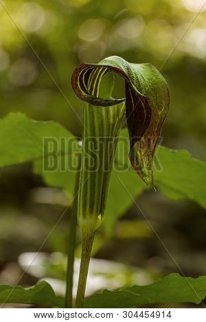 A Jack-in-the-pulpit, Arisaema Triphyllum, Growing In A Wooded Forest.