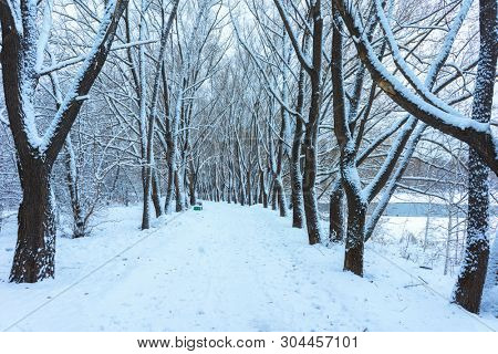 Winter's Tale, Lovely Winter Scenery, Winter Park in Snow, Whitened Spruce Branch with a Snowy Forest in the Background, Snow-Covered Trees in the City Park, Snowing, Winter Park Background