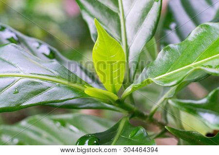 Young Leaves Of Green Flowers After Rain