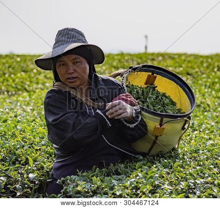Mae Salong, Tahiland - 2019-03-12 -women Harvest Tea Leaves.