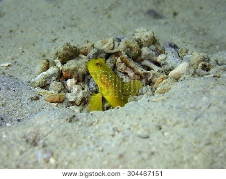 Loseup And Macro Shot Of Yellow Watchman Shrimpgoby Or The Yellow Prawn-goby During Leisure Dive In 
