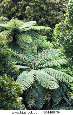 New Zealand Tree Fern In A Lush Green Forest.