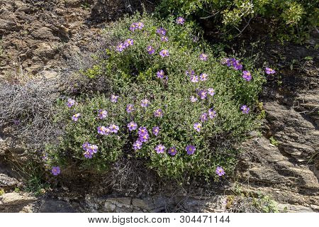 A Useful, Fragrant Shrub (cistus Creticus, Cistus Incanus) With Pink Flowers Grows And Blooms Close-
