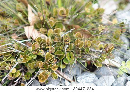 Myrsine Nummularia Commonly Know As Creeping Matipo Or Creeping Mapou Is A Native Plant Of New Zeala