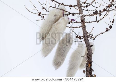 Arctic Fox Vulpes Lagopus.  The Long White Tails Arctic Fox, Amulets Of Shamans Of Northern Alaska A