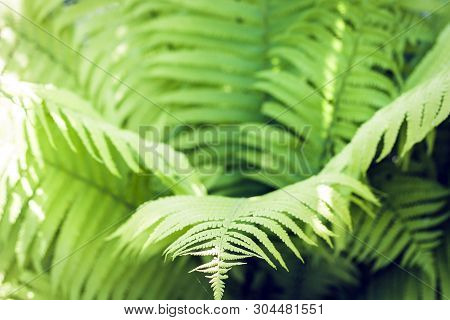 Fern (polypodiophyta) With Green Leaves Texture Background, Plants In A Garden