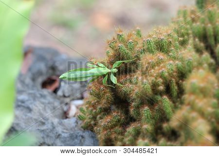 Leaf Insect On The Cactus And The Natural Background.