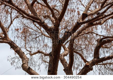 Dry Pine In The Park In Summer Close-up.