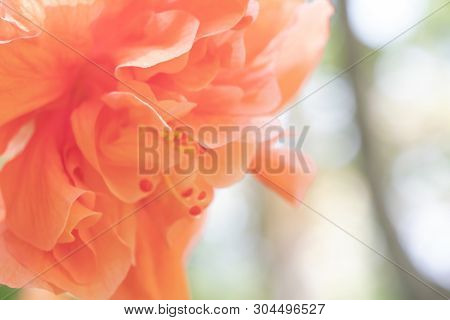Blurred Orange Shoe Flower Or Chinese Rose With Sunlight And Copy Space. Hibicus Hybrid Popular Plan