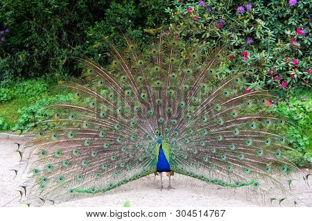 Male Peacock With Colorful Blue Green Feathers Elevated In Courtship Is Staring Straight Ahead. Natu