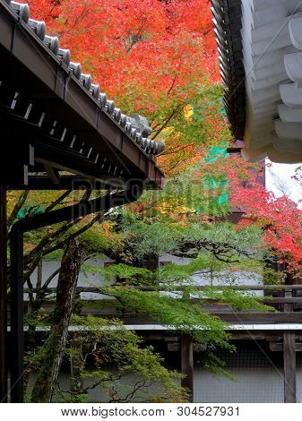 Beautiful Colorful Foliage Of Maple Leaves Between Two Rooftops At The Eikand Temple (also Know As Z