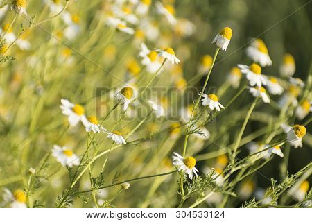 Matricaria Chamomille (camomile, Wild Chamomile Or Scented Mayweed) In Bloom, Aromatic Clusters Of F