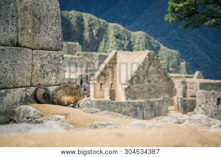 A Vizcacha In The Inca Ruins Of Machu Picchu In Peru