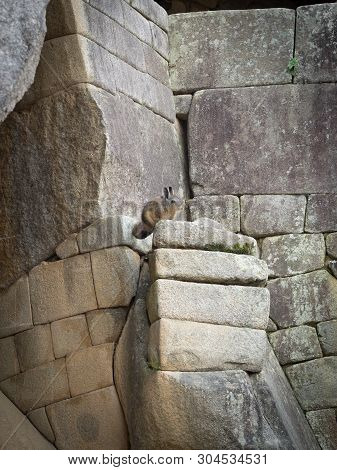 A Vizcacha In The Inca Ruins Of Machu Picchu In Peru