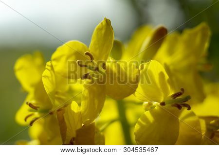 Close Up Of Rape Seed Flowers