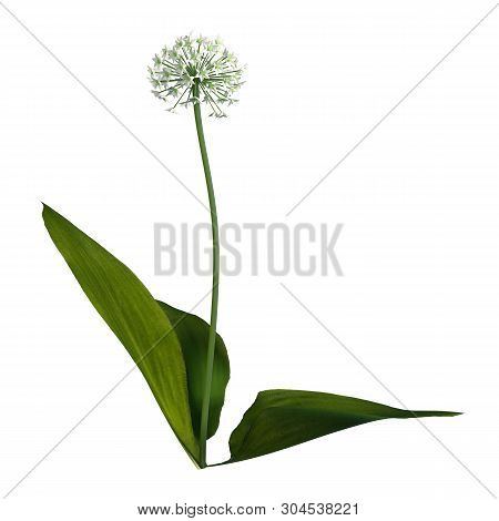 3D Rendering Wild Garlic Plant On White