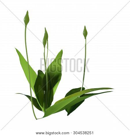 3D Rendering Wild Garlic Plant On White