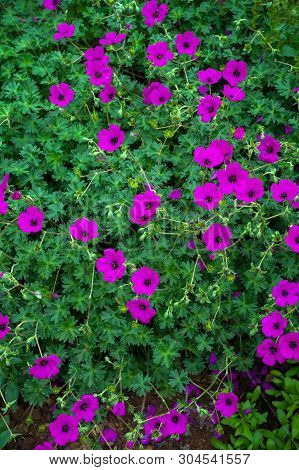 Geraniums Flowering In An English Summer Garden.
