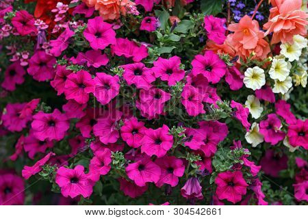 Pink Petunia Flowers In Garden, Close Up