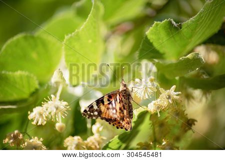 Butterfly On Linden Blossom. Butterfly Invasion. A Closeup Of Single Invasive Species Plant Nymphali