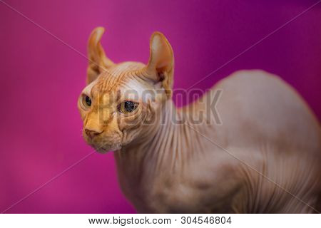Sphinx Cat On A Light Pink Background, Close Up Portrait Of Bald Cat