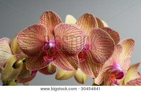 Orquídea sobre fondo blanco