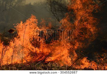 Coastal Zone Of Marsh Creek, Strong Smoke From Fire Of Liana Overgrowth. Spring Fires Of Dry Reeds D