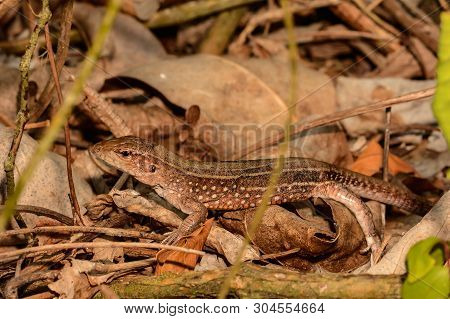 Female Saint Lucia Whiptail Lizard (cnemidophorus Vanzoi)